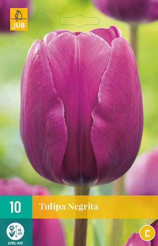 Tulipán Negrita - 7ks